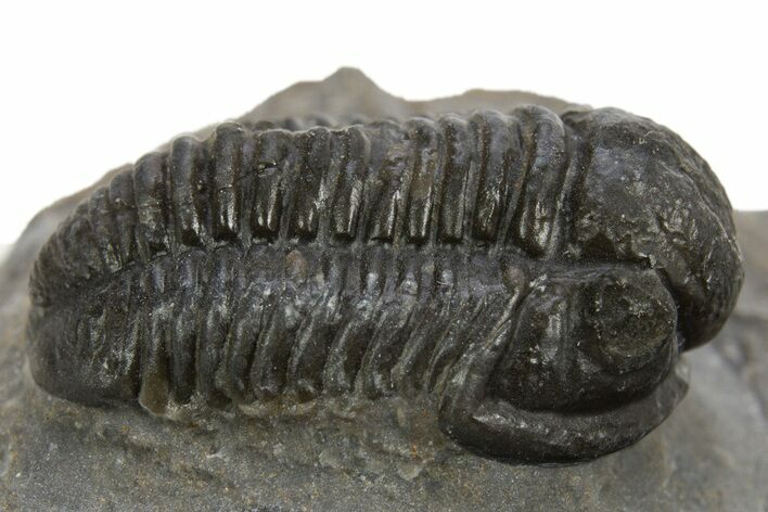 Detailed Proetid (Gerastos) Trilobite Fossil - Morocco #325838